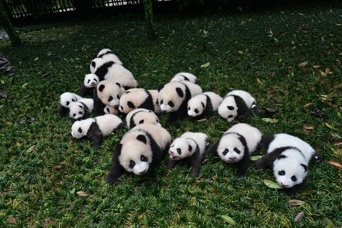 Private Chengdu Highlights Day Trip: Panda Base and City from Chongqing by Train - Why this day trip works from Chongqing