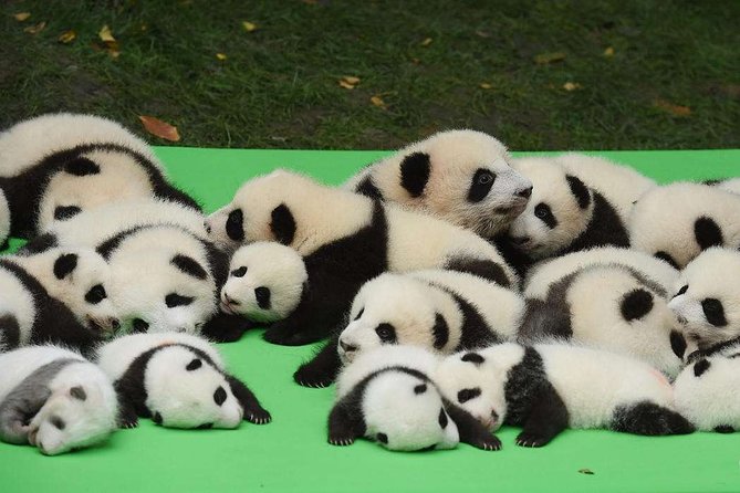 Private Chengdu Highlights Day Trip: Panda Base and City from Xi'an by Train - Why this Xi’an to Chengdu day trip works