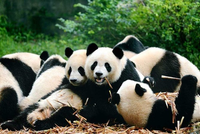 Private Chengdu Highlights Day Trip: Panda Base and City from Xi'an by Train - What the private format changes