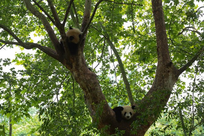 Private Day Tour: Chengdu Panda Base & downtown walking tour - Why the pandas come first at 7:50 a.m.