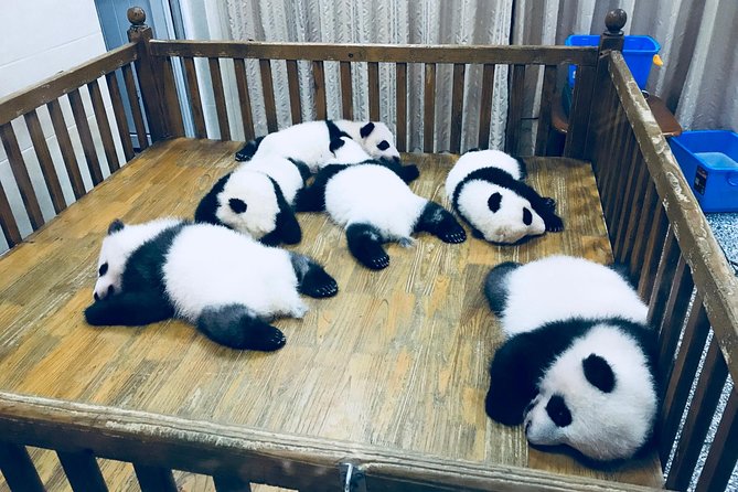 Private Day Tour: Chengdu Panda Base & downtown walking tour - Lunch and the value of private transport