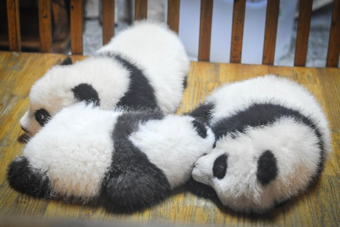 Private Day Tour: Dujiangyan Panda Base and Irrigation Project - Who should book this experience
