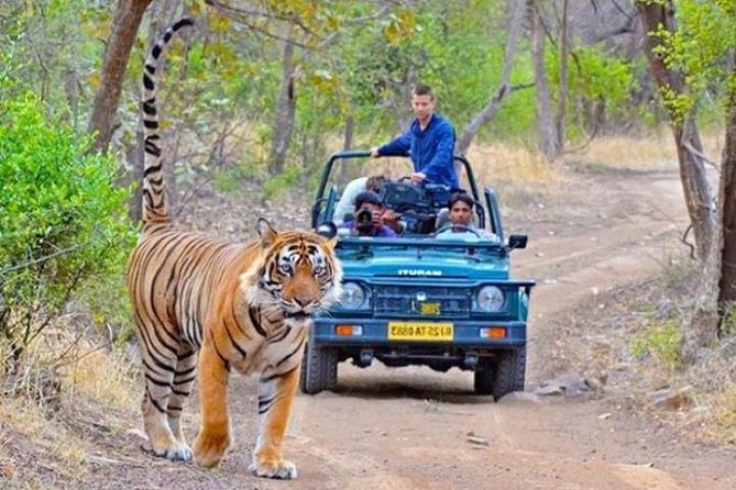 Private Day Tour Of Kumbhalgarh Fort & Wildlife Sanctuary From Udaipur - Is $85.34 good value?