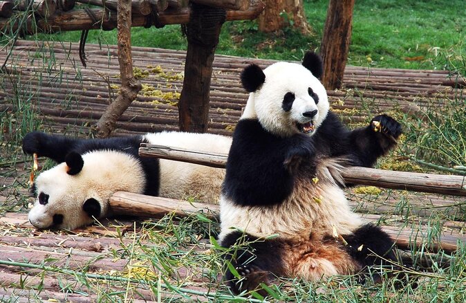 Private Dujiangyan Panda Base Panda Rescue Center Volunteer for a Day - Key points to know before booking