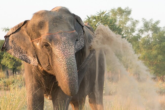Private Elephant Sanctuary - Bathing, scrubbing, and the practical side of care