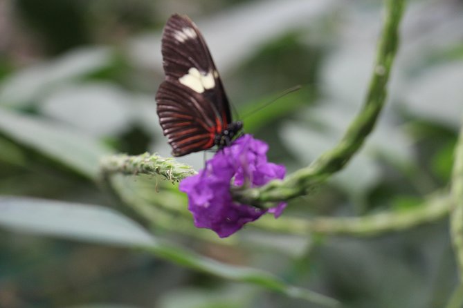 Private Full-Day Mindo Cloud Forest,Butterfly Farm, Chocolate Tour bird watching - San Tadeo Birding and the hummingbird encounter