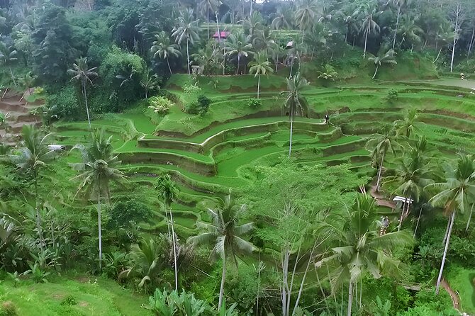 Private Full-Day Tour: Waterfall, Temple, Volcano, Rice Terrace & Monkey Forest - Tirta Empul and Bali’s Holy Spring Water