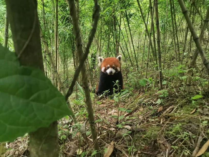 Private Half-Day Tour to Chengdu Panda Base - Key points to know before you book