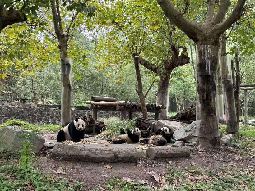 Private Half-Day Tour to Chengdu Panda Base - Chengdu or Dujiangyan: choosing the right panda base