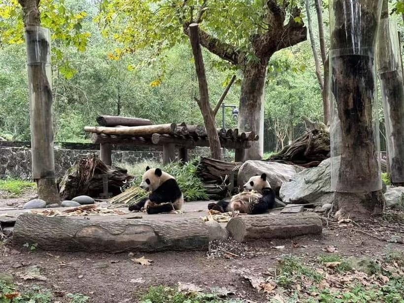 Private Half-Day Tour to Chengdu Panda Base - What the guide adds to the experience