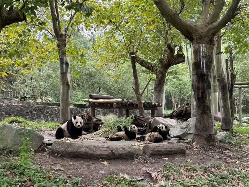 Private Half-Day Tour to Chengdu Panda Base - What to bring and arrange before departure