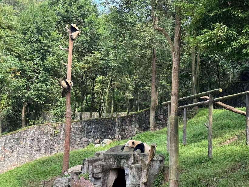 Private Half-Day Tour to Chengdu Panda Base - Who should book this private panda tour