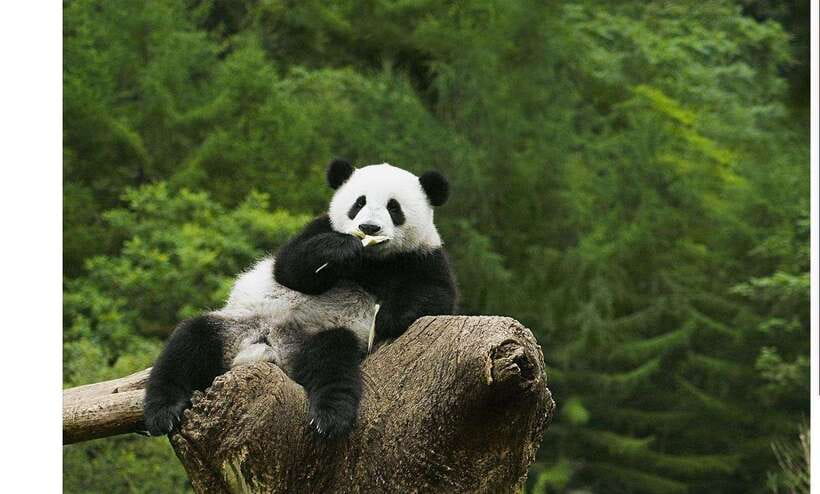 Private Half-Day Tour to Chengdu Panda Base - Watching pandas eat, climb, and sleep