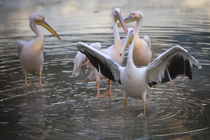 Private Half Day Tour To The Zoo In Giza - Key points to know before you book