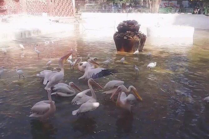 Private Half Day Tour To The Zoo In Giza - What makes Giza Zoo worth your time