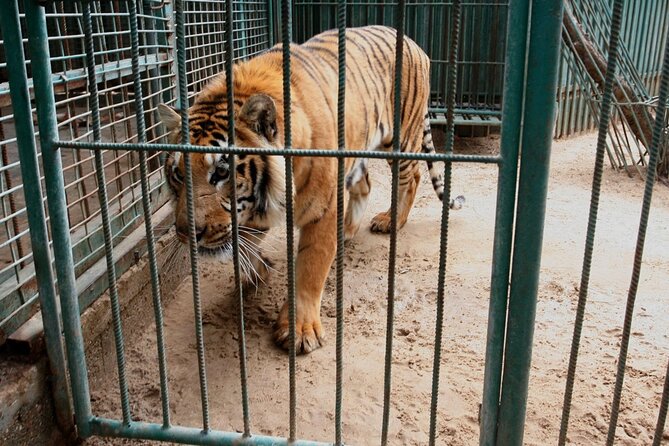 Private Half Day Tour To The Zoo In Giza - Why a guide matters here