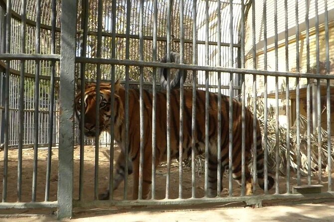 Private Half Day Tour To The Zoo In Giza - Walking through 120 acres of old trees