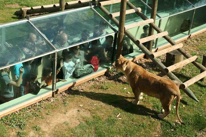 Private Return Transfer Thoiry Zoo Safari from Paris - Why Thoiry works as a break from Paris