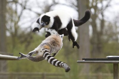 Private Return Transfer Thoiry Zoo Safari from Paris