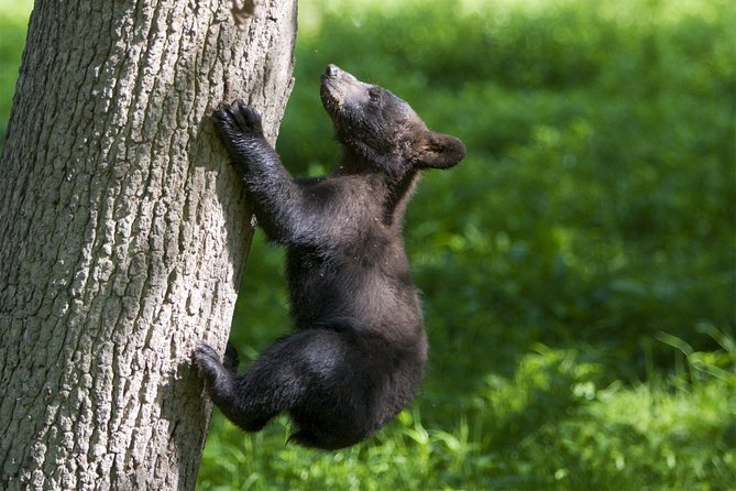 Private Return Transfer Thoiry Zoo Safari from Paris - Walking the 2.3-kilometer plant maze