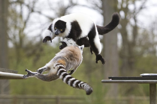 Private Return Transfer Thoiry Zoo Safari from Paris - Start early for the best use of five hours