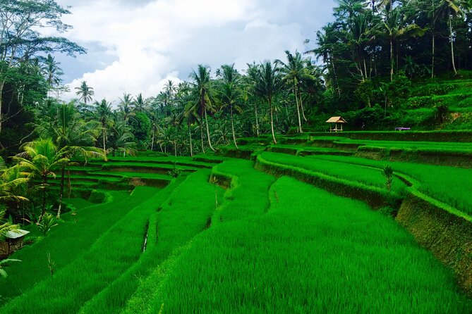 Private Shore Excursion: Ubud Art Villages and Sacred Monkey Forest - Ubud Art Market and the rules of bargaining