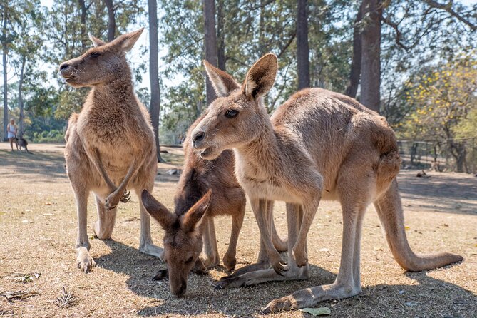 Private Shore Excursions with Lone Pine Koala Sanctuary Visit - What the $1,398.62 group price really buys