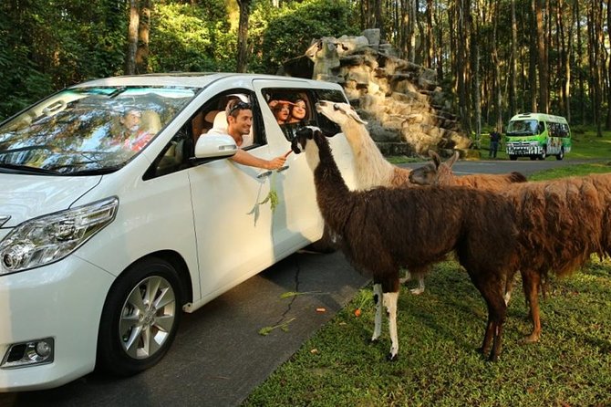 Private Tour To Safari Park & Waterfall (From Surabaya/Malang) - A private road day from Surabaya or Malang