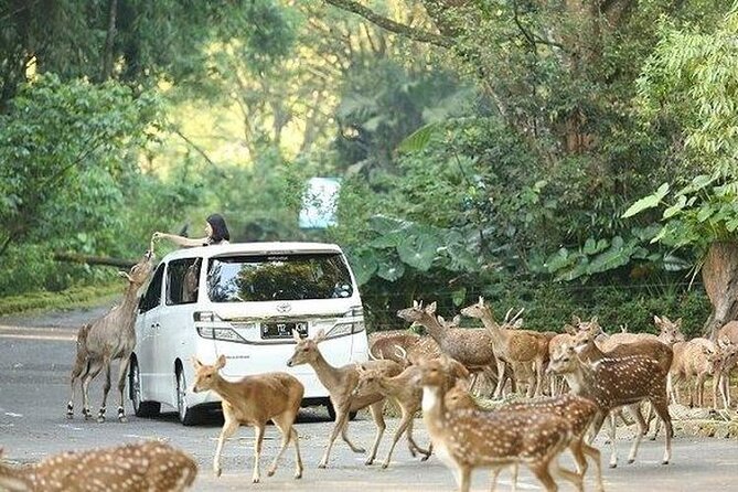 Private Tour To Safari Park & Waterfall (From Surabaya/Malang) - Putuk Truno Waterfall in a 30-minute stop