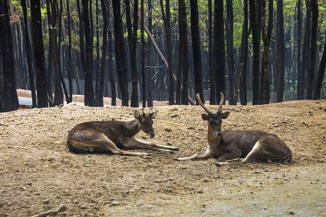 Private Tour To Safari Park & Waterfall (From Surabaya/Malang) - What is included in the $135 price