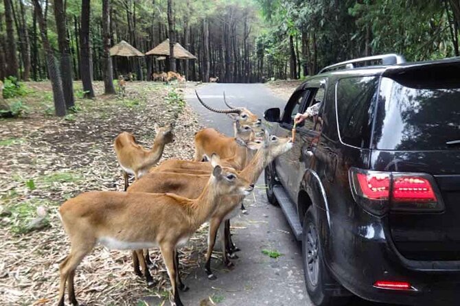 Private Tour To Safari Park & Waterfall (From Surabaya/Malang) - Two hours for the main park visit
