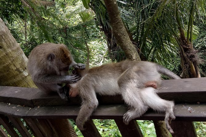 Private Tour to Sumampan Waterfall, Monkey forest, Rice terraces and Swing - Sacred Monkey Forest: wildlife with a few rules