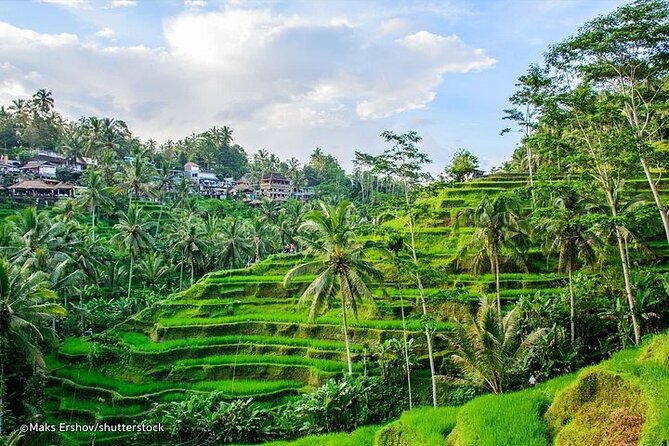 Private Tour to Sumampan Waterfall, Monkey forest, Rice terraces and Swing - Tegallalang Rice Terrace and the famous swing