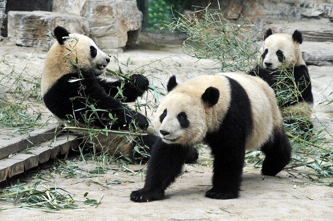 Private Transfer between Shanghai Zoo and City Hotels - Why a private ride can make Shanghai Zoo easier