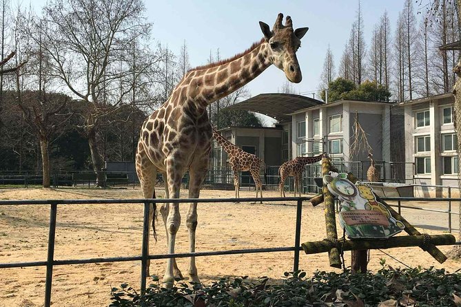 Private Transfer between Shanghai Zoo and City Hotels - Is $28 per person good value?