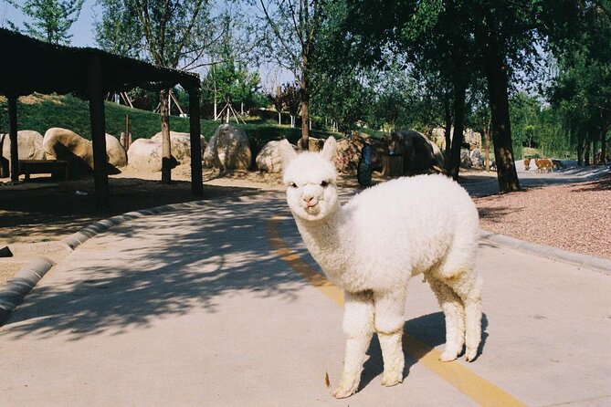 Private Transfer to Beijing Wildlife Park with Self-driving Ride Inside - Key points to know before booking