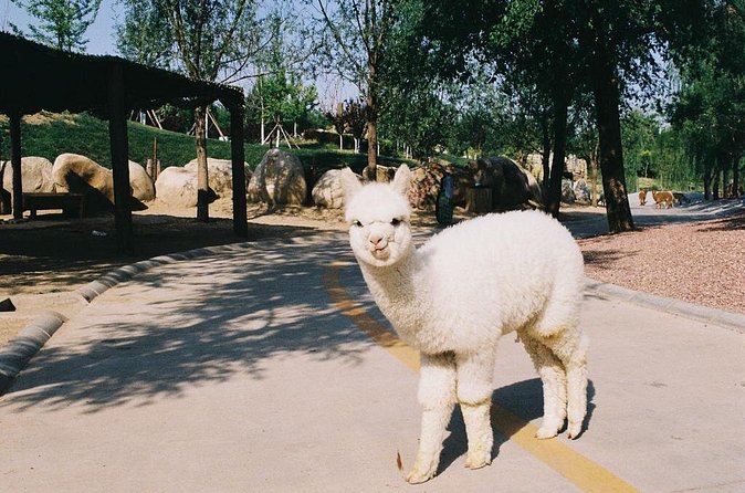 Private Transfer to Beijing Wildlife Park with Self-driving Ride Inside - The walking area and cage trucks