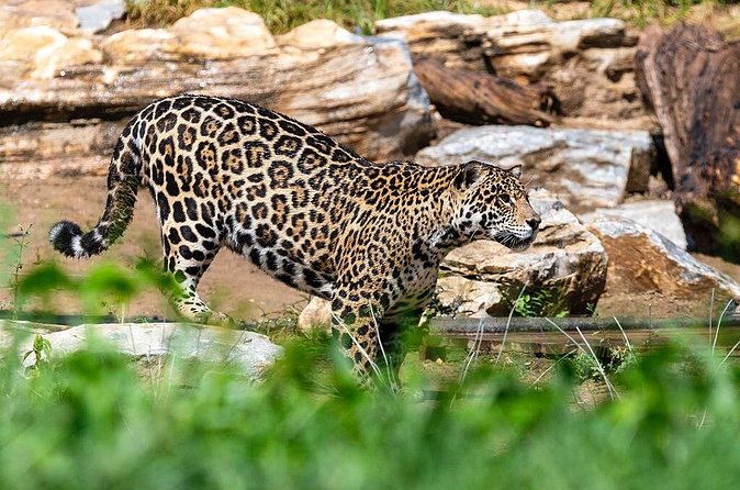 Private Transfer to Beijing Wildlife Park with Self-driving Ride Inside - Who will enjoy this Beijing wildlife outing?