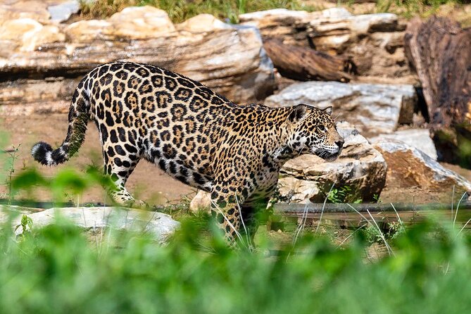 Private Transfer to Beijing Wildlife Park with Self-driving Ride Inside - The 8:00 a.m. pickup from central Beijing