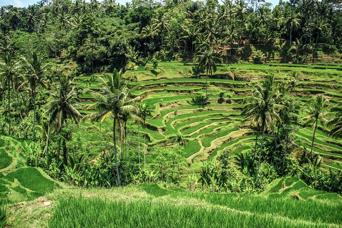 Private Ubud Tour: Monkey Forest, Waterfall & Rice Terrace - Why this private Ubud day works well