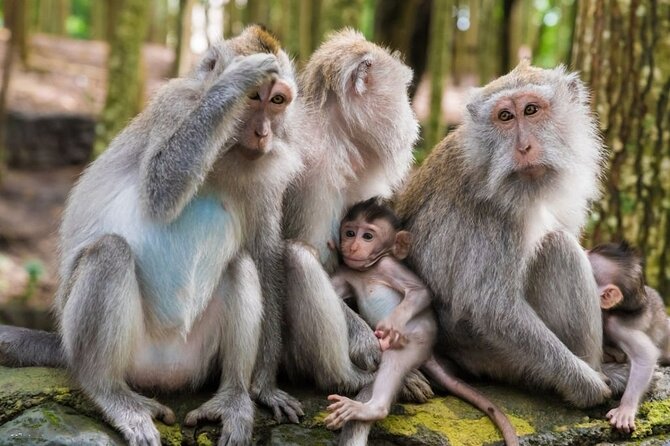 Private Ubud Tour: Monkey Forest, Waterfall & Rice Terrace - Tegenungan Waterfall and the stairs below
