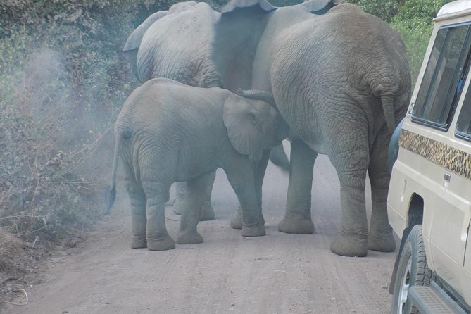 Private Wildlife Encounter at Tarangire National Park - Why Tarangire makes a strong one-day safari