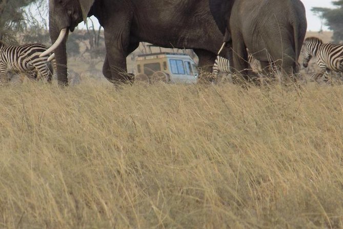 Private Wildlife Encounter at Tarangire National Park - Lunch before the afternoon game drive