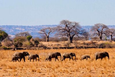 Private Wildlife Encounter at Tarangire National Park