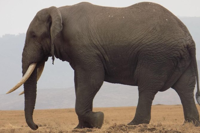 Private Wildlife Encounter at Tarangire National Park - Afternoon wildlife watching by the Tarangire River