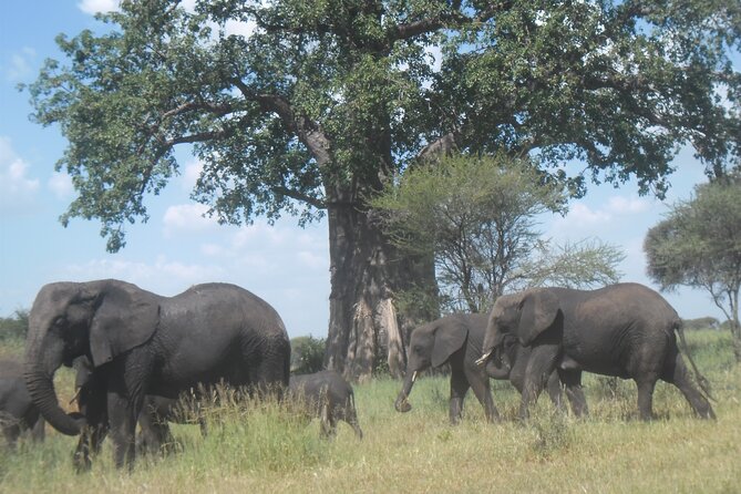 Private Wildlife Encounter at Tarangire National Park - What the private format is worth at $300