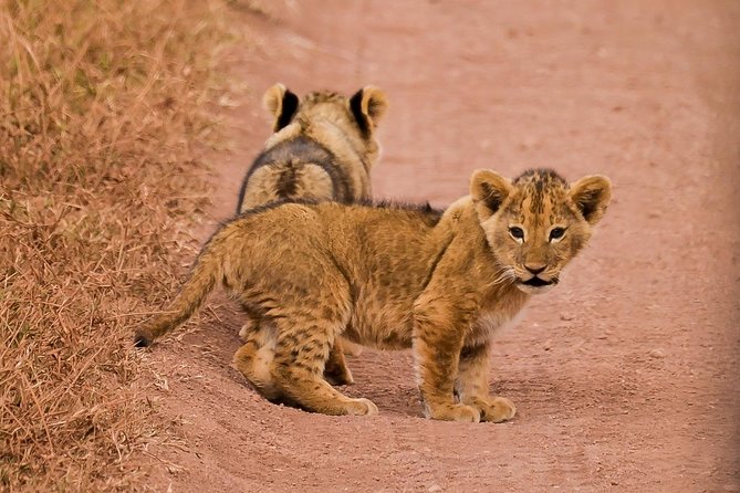 Private Wildlife Encounter at Tarangire National Park - What the guide can add to the day