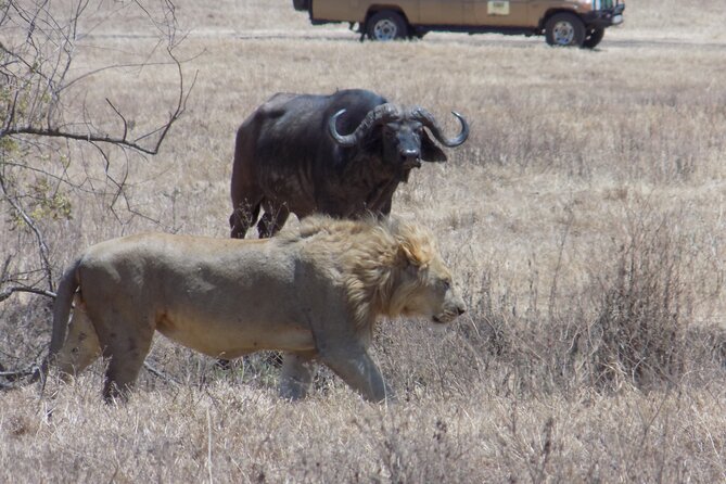 Private Wildlife Encounter at Tarangire National Park - The return to Arusha before sunset