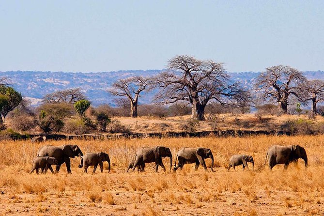 Private Wildlife Encounter at Tarangire National Park - Entering Tarangire under the baobabs