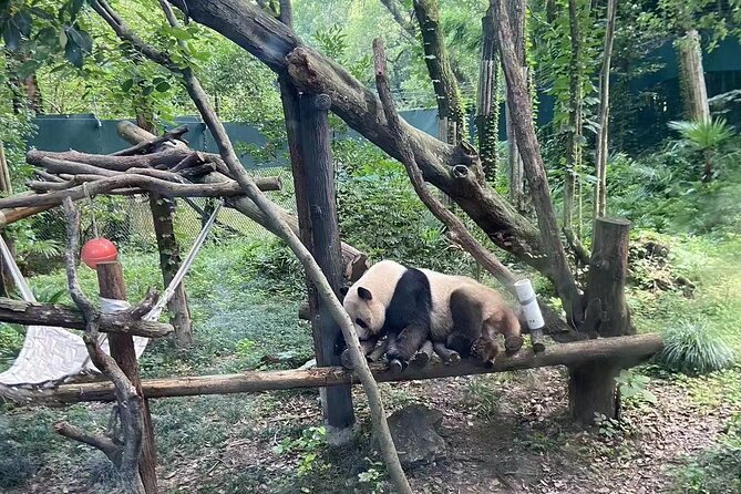 Private Zhujiajiao Water Town Tour with Shanghai Zoo and Panda - Walking through 1,700 years of Zhujiajiao